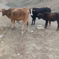 دو راس گاو آبستن با دو راس گوساله ماده سرحال