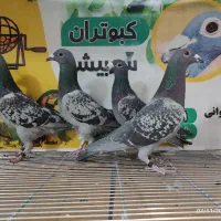 کبوتر شهرستانی