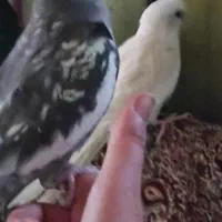 عروس هلندی دستی ۴یک جفت سر تخمن و|پرنده|خمک, |دیوار