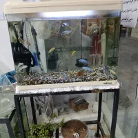 انواع آکواریوم دست دوم ونو وملزومات زیر قیمت بازار|ماهی|بوشهر, |دیوار