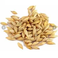 فروش جو بذری