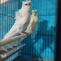 جفت مرغ عشق پروانه ای