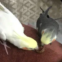 عروس هلندی لوتینووطوسی