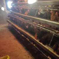 فروش مرغ و خروس محلی و گلپایگانی و لوازم مرغداری|حیوانات مزرعه|قنوات, |دیوار