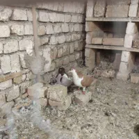 کفتر