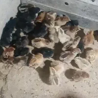 جوجه بقلمو و جوجه مرغ محلی|حیوانات مزرعه|داراب, |دیوار