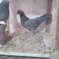 کبوتر اصفهانی