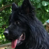 واگذاری سگ ژرمن بلک موبلند کینگ شولاین نر