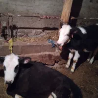 گوساله ماده