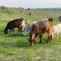 فروش تیه بز درجه یک