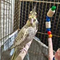 عروس هلندی جفت|پرنده|مشکین‌دشت, |دیوار