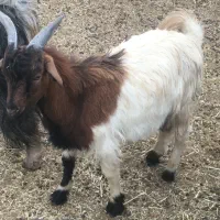 دوراس بزقاله نر دوراس بره ماده|حیوانات مزرعه|جوادآباد, |دیوار