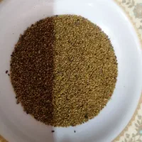 بذریونجه|خدمات باغبانی و درختکاری|شیراز, فخرآباد (دروازه کازرون)|دیوار
