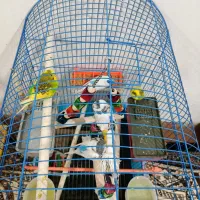 قفس و مرغ عشق|پرنده|بم, |دیوار