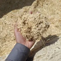 کاه درجه یک