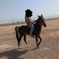 اسب نریان نژاد دره شور