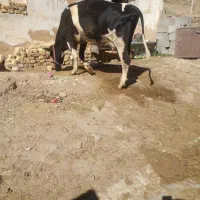 ی رس تلیسه گاو زایید با گوساله ماده