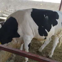 فروش گوساله نر