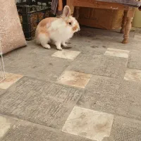 خرگوش لوپ|موش و خرگوش|اردبیل, |دیوار