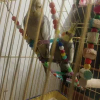 عروس هلندی  سخنگو معاوضه با مرغ