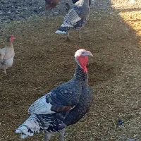 سلام یه جفت بوقلمون جوان وسرحال|حیوانات مزرعه|ایذه, |دیوار