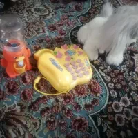 اسباب بازی درحد نو|اسباببازی|قم, نخودی|دیوار