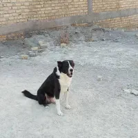 سگ قدرجونی جفت نروماده|سگ|زرقان, |دیوار