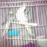 عر‌وس هلندی ماده