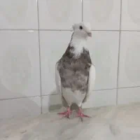 نر طوق خرمایی خال قدیم