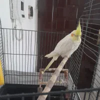 عروس هلندی نر