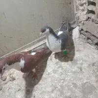 کبوتر|پرنده|مشهد, رضاییه|دیوار