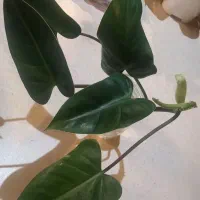 قلمه شامادورا.فیلدنرون.برگ انجیری