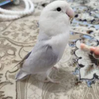 طوطی برزیلی ـ کوتوله|پرنده|محمدیه-قزوین, |دیوار