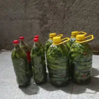 خیار شور تازه|خوردنی و آشامیدنی|مشهد, توس فردوسی|دیوار