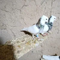 جفت طوقی هفت رنگ.