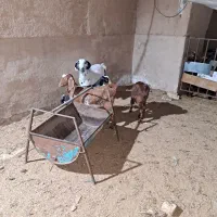 بزوکره|حیوانات مزرعه|یزد, |دیوار