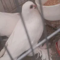 کفتر قرمز گوز