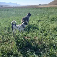 سگ گله|سگ|داران, |دیوار