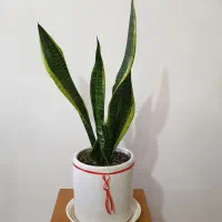 گل سانسوریا ابلق