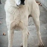 سگ آلابای نر