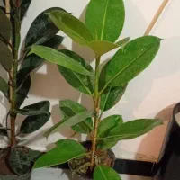 بازی نیست|کنسول، بازی ویدئویی و آنلاین|خرم‌آباد, |دیوار