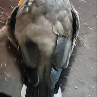 مرغ مینام گم شده گلبهار