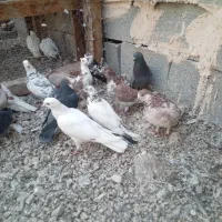 کفتر|پرنده|بندرعباس, |دیوار