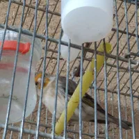 سره|پرنده|بروجرد, |دیوار