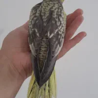 ۳عدد عروس خونگی میزون