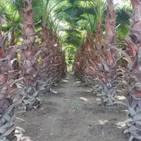 پالم واشنگتن زمینی سایز یک دست