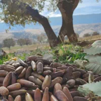 بلوط شیرین پنچ کیسه|خوردنی و آشامیدنی|کوهدشت, |دیوار