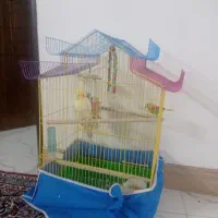عروس هلندی نر باقفس