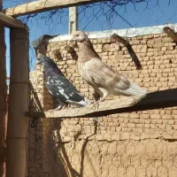 کبوتر