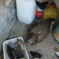 مرغ جوجه